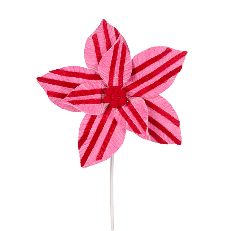 Pink & Red Stripe Poinsettia | Holy & Ivy
